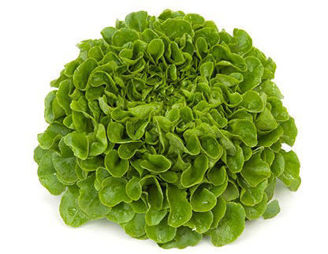 Picture of Ekbladsalanova Cook RZ