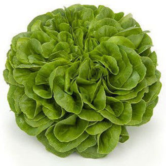 Picture of Butterheadsalanova Aquino RZ