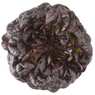 Picture of Butterheadsalanova Barlach RZ