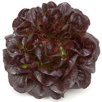Picture of Butterheadsalanova Seurat RZ