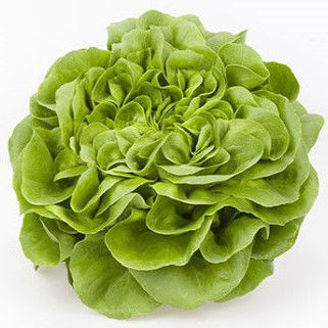 Picture of Butterheadsalanova Hawking RZ - EKO