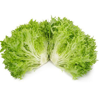 Picture of Salanovakrisp Exographie RZ