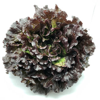 Picture of Bataviasalanova Bonarda RZ