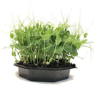 Picture of Ärta till skottodling