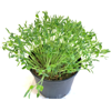 Picture of Ärta Maple Leafy