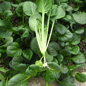 Picture of Tatsoi Osaka