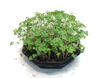 Picture of Broccoli Calabrese