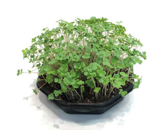 Picture of Broccoli Calabrese