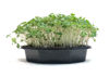Picture of Broccoli Calabrese - EKO