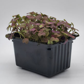 Picture of Sareptasenap Crimson Red