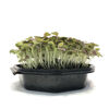 Picture of Sareptasenap Crimson Red