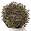 Picture of Sareptasenap Crimson Red