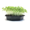 Picture of Sareptasenap Golden Streak