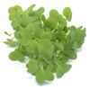 Picture of Sareptasenap Golden Streak