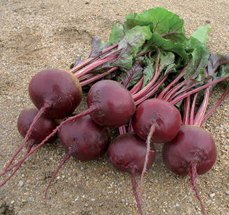 Picture of Rödbeta Red River F1