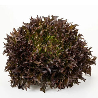 Picture of Krispsalanova Lumirex RZ Knox ™