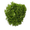Picture of Krispsalanova Exabreeze RZ Knox ™