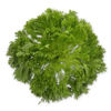 Picture of Krispsalanova Exabreeze RZ Knox ™