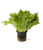 Picture of Krispsallat Finstar