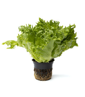 Picture of Krispsallat Finstar