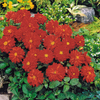 Picture of Dahlia Figaro - Red Shades