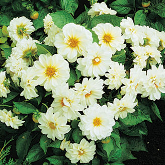 Picture of Dahlia Figaro - White