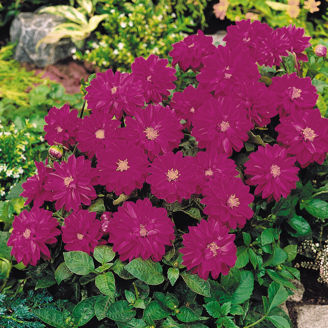 Picture of Dahlia Figaro - Violet Shades