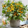 Picture of Tomat Sweet Sturdy™ F1 - Grace