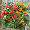 Picture of Tomat Sweet Sturdy™ F1 - Jo