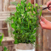 Picture of Sockerärt Bernard