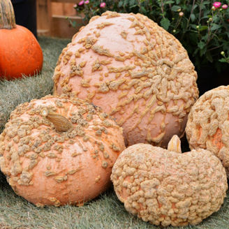 Picture of Pumpa Galeux D'eysine