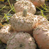 Picture of Pumpa Galeux D'eysine
