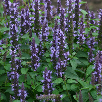 Picture of Anisisop 'Astello Indigo'