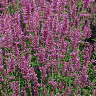 Picture of Anisisop 'Arcado Pink'